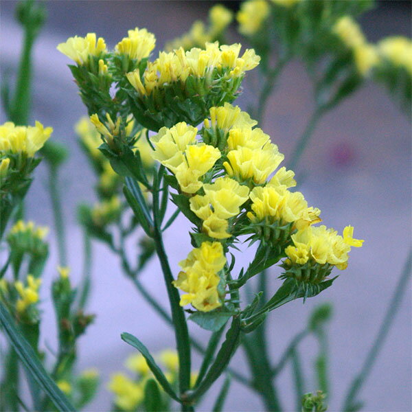 草花の苗/スターチス シニュアータ：イエロー系（No.4）3号ポット12株セット