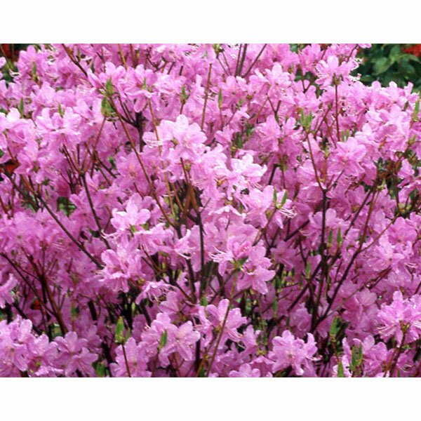 楽天市場】ミツバツツジの通販