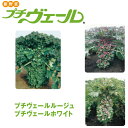 野菜の苗/プチヴェール 3種セット