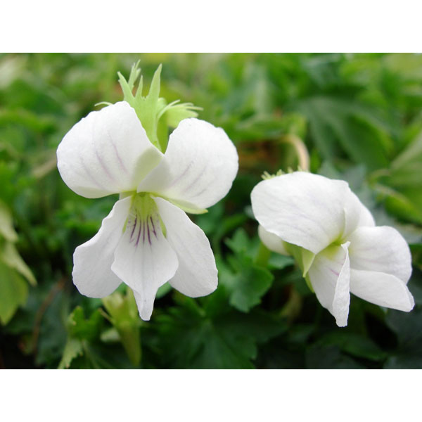 山野草の苗/スミレ：キクバワカミヤ 2.5号ポット