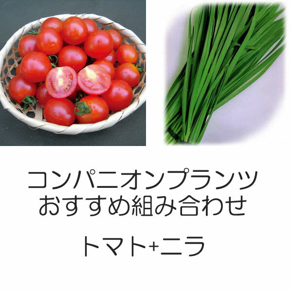 植物の苗/コンパニオンプランツ栽培セット：トマト（ミニ）天使のトマトミニとニラ
