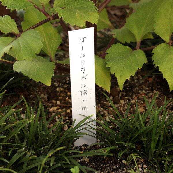 ゴールドラベル短冊型2.5cm×18cm 50枚入り（白）