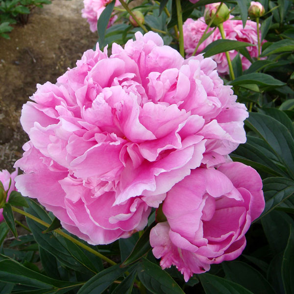 ��֤���/���㥯�䥯�������ˡ��ǥ��ʡ��ץ졼��4��ݥå�