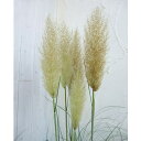 草花の苗/パンパスグラス:ホワイト3.5~4号ポット(開花時2~3mになる大型タイプ)