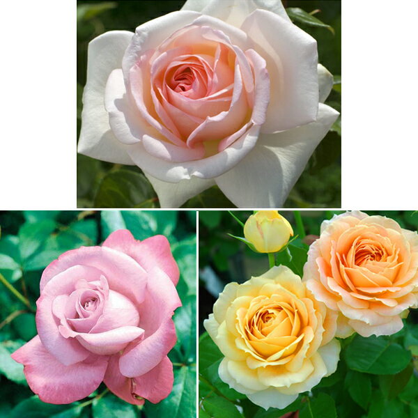 バラの苗/鉢栽培できるハイブリッドティー人気3品種セット