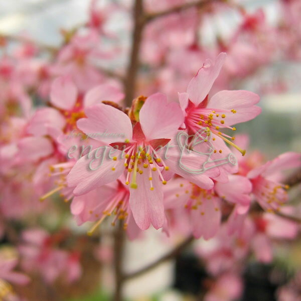 山野草の苗/桜：おかめ桜（オカメザクラ）2.5号ポット