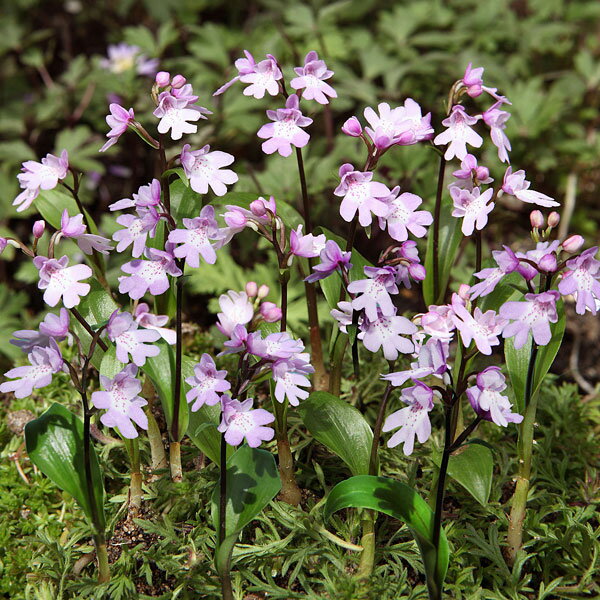 球根/イワチドリ2球入り