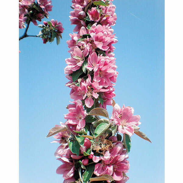 花木 庭木の苗/バレリーナツリー（マルス）：メイちゃんの瞳4～5号ポット