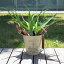 【ラッキーシール対応】観葉植物/キダチアロエ(木立アロエ)5号鉢植え/カンパーニュブリキバケツ-(アイボリー)入り