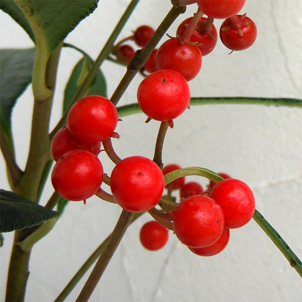 花木 庭木の苗/百両（ヒャクリョウ・カラタチバナ）：赤実3～3.5号ポット[実付き]