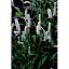 山野草の苗/イブキトラノオ(伊吹虎尾) 2.5〜3号ポット 839円