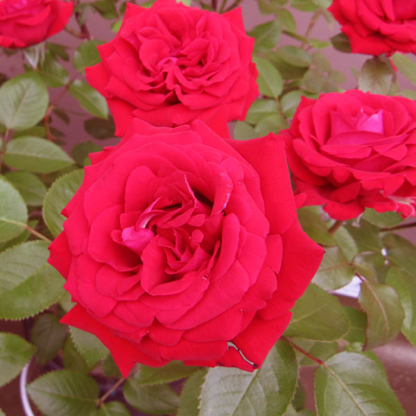 バラの苗/つるバラ：ドンファン大苗