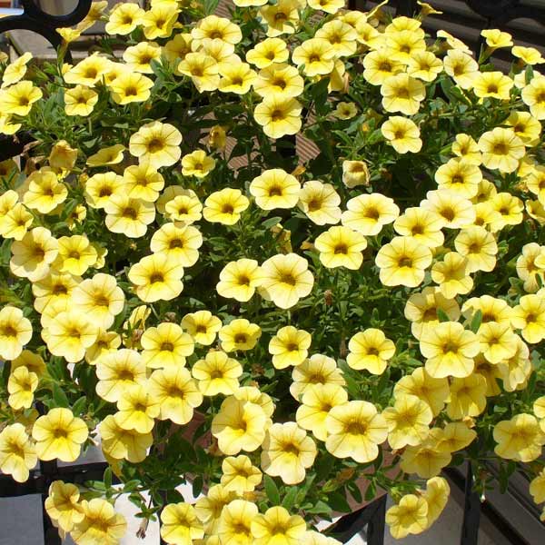 草花の苗/カリブラコア：ミリオンベルイエロー3号ポット (R)