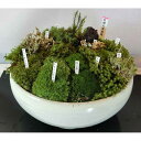 山野草の苗/苔盆栽(小)