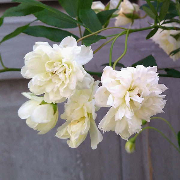 バラの苗/モッコウバラ：白花八重咲き3-3.5号ポット