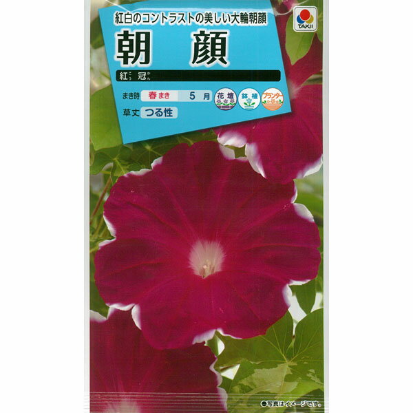 アサガオ（イポメア）：紅冠（こうかん）[花タネ]