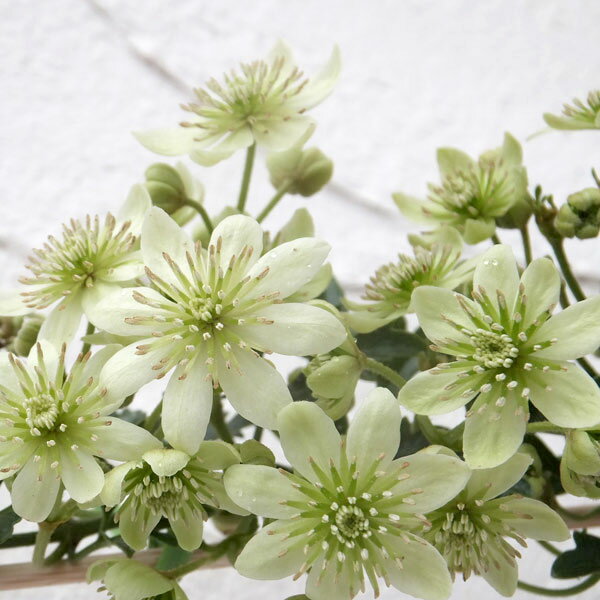 クレマチスの苗/クレマチス：ピクシー3号ポット（フォステリー系）