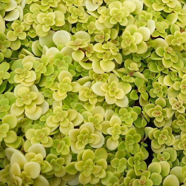 観葉植物/セダム:オオゴンマルバマンネングサ3号ポットの商品画像