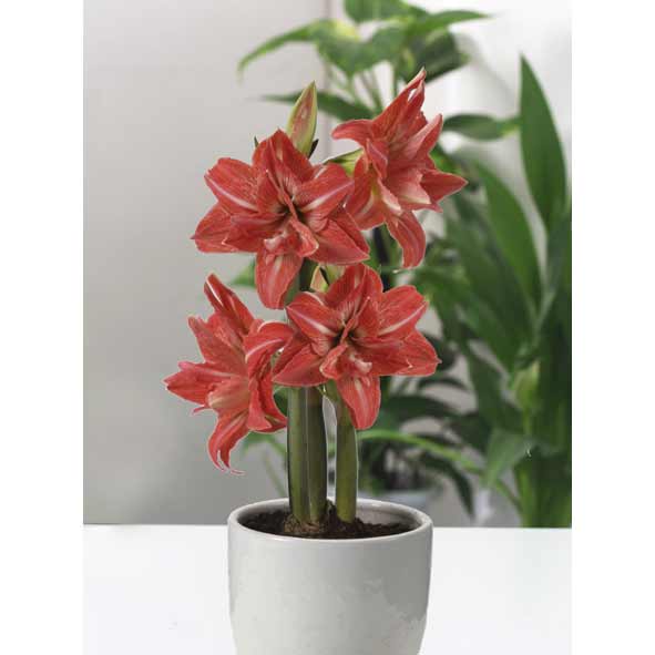 球根/（わけあり特価）巨大輪八重咲きアマリリス：レディジェーン（赤に白）1球