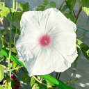 草花の苗/アサガオ(朝顔):ご当地あさがお 日の丸3.5号ポット