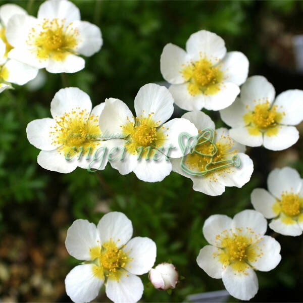 山野草の苗/チングルマ3号ポット