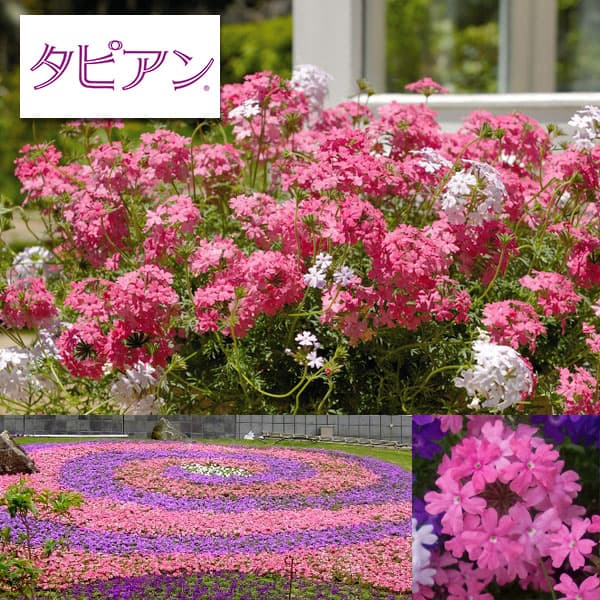 草花の苗/バーベナ（宿根）：タピアンローズ3号ポット(R)