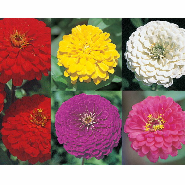 草花の苗/[送料無料]ジニア（百日草）高性大輪花色おまかせミックス3号ポット28株セット