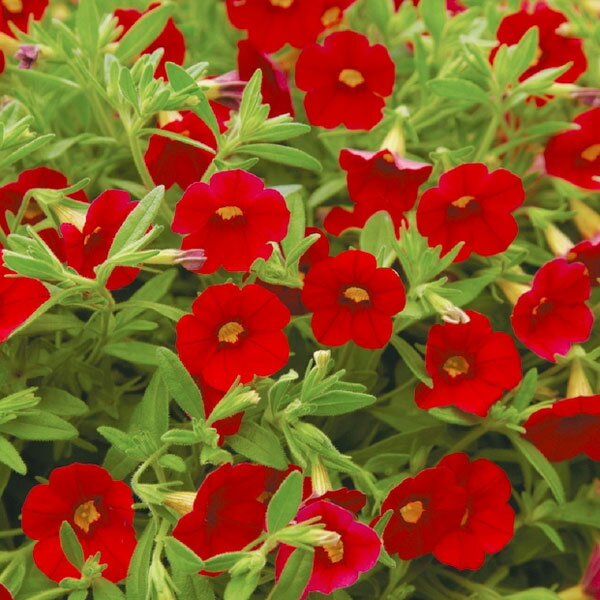 草花の苗/カリブラコア：ミリオンベルレッド3号ポット* (R)