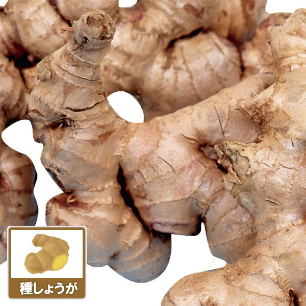 野菜の苗/ショウガ（種ショウガ）：大ショウガ500g入り