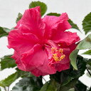 ハイビスカス:ピンク八重5号鉢植え