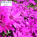 草花の苗/サイネリア:セネッティ豪華咲きレッド3.5号ポット...
