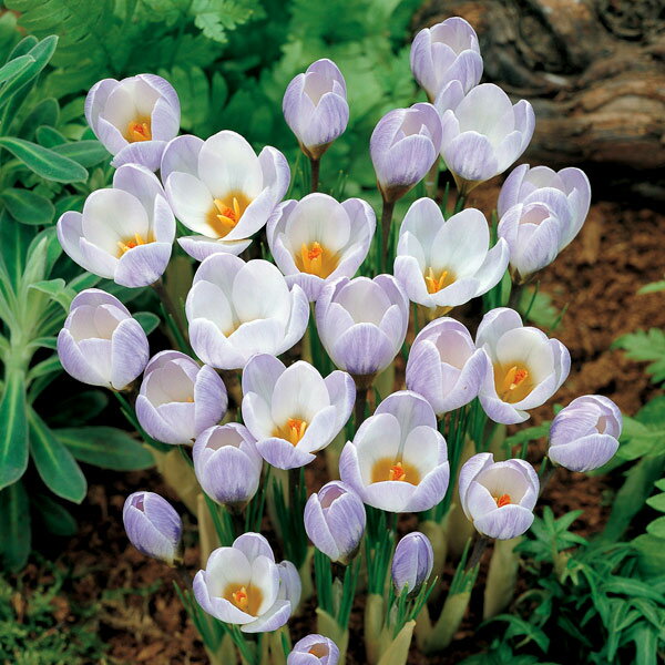 球根/クロッカス（早咲き）：ブルーパール(紫に白)10球入りのサムネイル