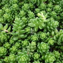 観葉植物/セダム:白花タイトゴメ3号ポット6株セット