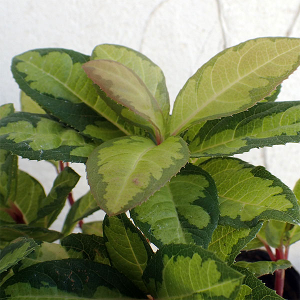 花木 庭木の苗/ヤブコウジ：三保の松2.5-3号ポット