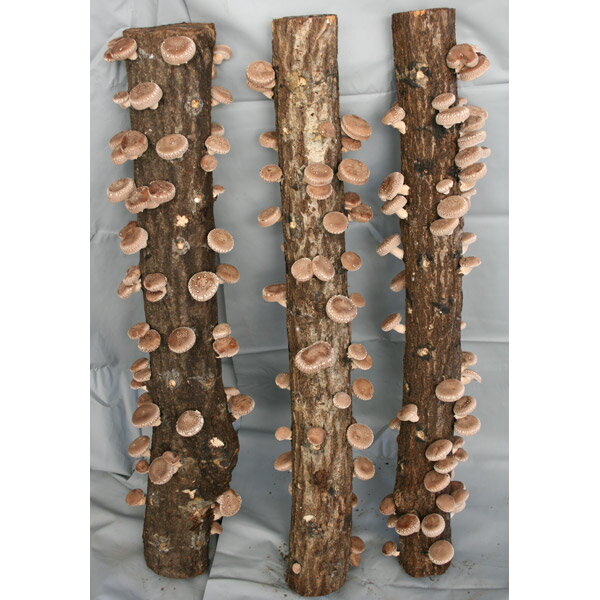 野菜の苗/ホダキング（しいたけホダ木オガ菌完熟90cm）3本セット