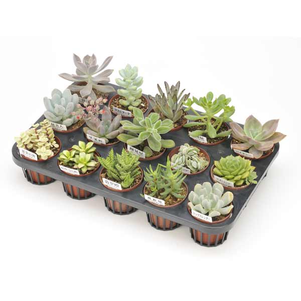 観葉植物/[送料無料]多肉植物15株セット（7.5cmポット）