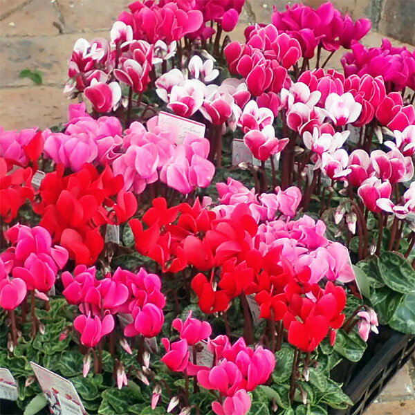 草花の苗/[送料無料]シクラメン(ミニシクラメン）：花色ミックス3号ポット24株セットのサムネイル