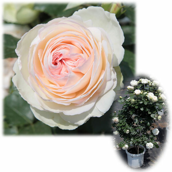 Rose - バラの苗/[送料無料]つるバラ：ブラン・ピエール・ド・ロンサール8号大型アンドン仕立て