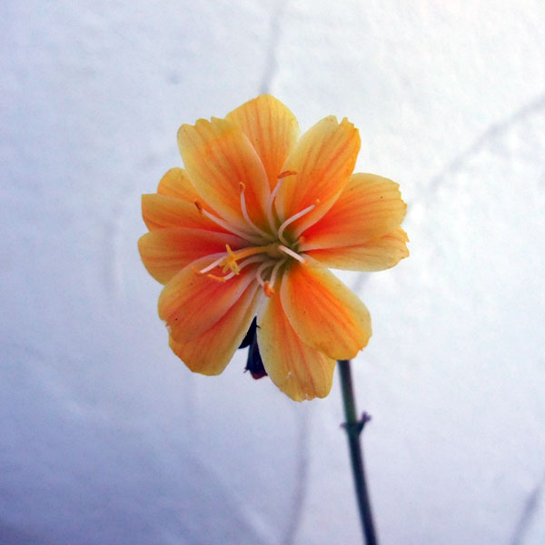 草花の苗/（わけあり特価）レウイシア：イエロー系3.5号鉢植え