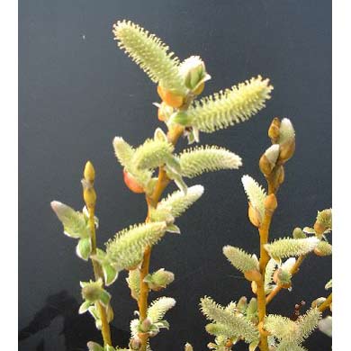 花木 庭木の苗/ネコヤナギ（猫柳）：ゴールデン（黄金）ネコヤナギ4号ポットのサムネイル