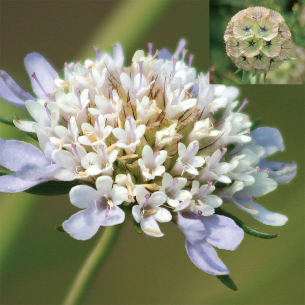 草花の苗/スカビオサ：ドラムスティック3.5号ポット*[初夏に咲く草丈80cmの宿根草　ナチュラルガーデンに　開花後のタネ袋がドライフラワーになる]のサムネイル