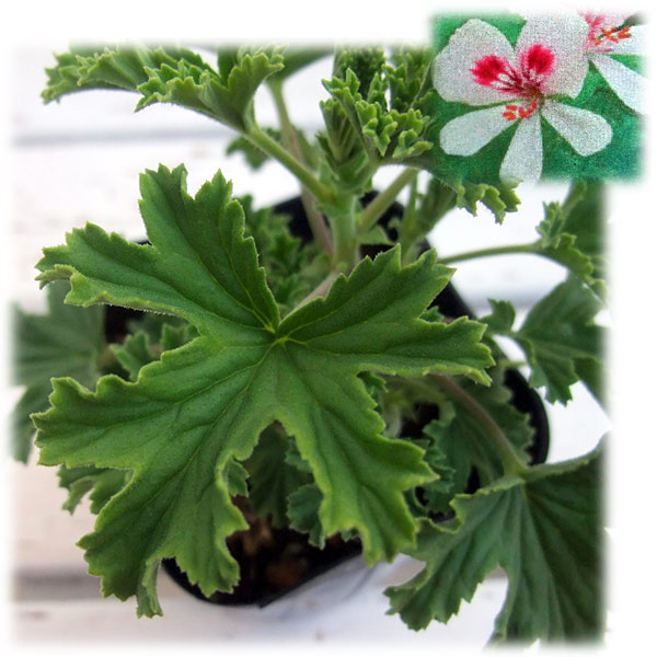ハーブの苗/ニオイゼラニウム：フレンシャムレモン3号ポット