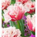 球根/チューリップ(八重咲き):クイーンズランド3球入り(FR)