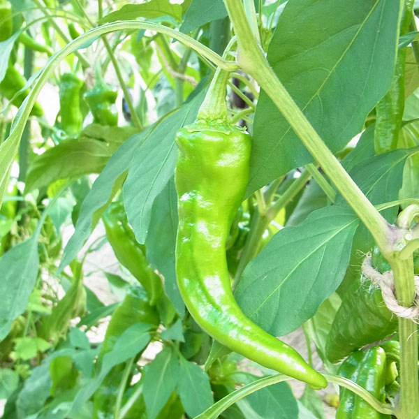 京都の伝統野菜　辛くない　ししとう　まんがんじとうがらし野菜の苗/トウガラシ：万願寺唐辛子2.5-3.5号ポット京都の伝統野菜。長い歴史の中で改良されてきた優れた野菜が数多く伝えられています。京都舞鶴地方特産です。万願寺唐辛子は、果実が大型で甘いタイプの唐辛子です。果肉は厚くやわらかで煮物・焼き物など幅広い料理ができます。（栽培環境等の要因により、まれに辛いものができる場合があります）タイプ：ナス科の非耐寒性1年草植付け適期：4月末〜5月収穫：8月〜9月栽培方法：日当たり、風通しの良い場所が適しています。植えつけの2週間前に、1平米あたり100gの苦土石灰を散布しよく耕します。1週間後、株間40cm間隔で深さ30cmの穴を掘り、堆肥バケツ1/2杯、化成肥料50gをすき込み、土を戻します。植えつけは、霜の心配のなくなったごろが適期です。鉢をくずさないようにして浅植えする。十分に水やりし、倒れないように支柱を立ててゆるく結んでおきます。肥料切れのないよう、9月までは月2〜3回、液肥などの追肥を施します。乾燥を嫌うので、夏になったら水やりを多くし、敷きワラなどをして保湿する。主枝に1番花がついたら、その下から出る勢いのよい枝2本を残し、3本仕立てにします。開花後20日くらいで実が大きくなり始め、さらに5〜10日で鮮やかな緑になったら収穫できます。早め早めの収穫を心がけると、長期間収穫できます。写真は成長時のイメージですが、お届けの際苗の状態です。お届け時の苗姿は個体差があります。 トウガラシ：万願寺唐辛子2.5-3.5号ポットの栽培ガイド野菜：ピーマン・ししとう・トウガラシの育て方野菜（実もの）：ナスの育て方・栽培方法