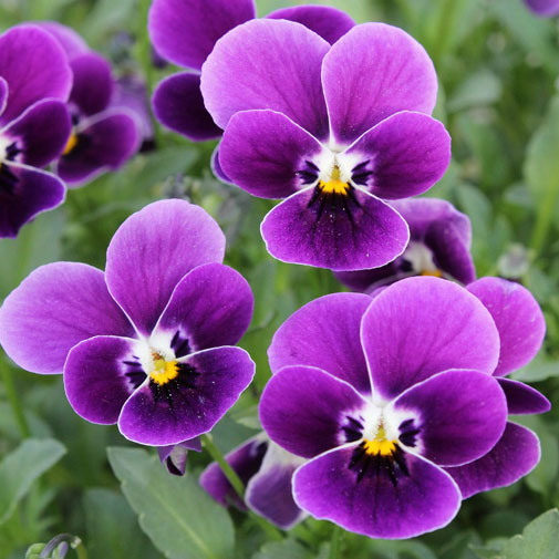 草花の苗/見元園芸さんのビオラ：つぶらなタヌキ3-3.5号ポット