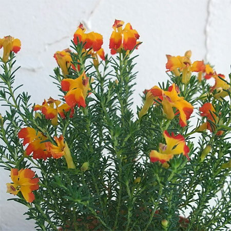 草花の苗/初恋草：エクレールミカ3.5号ポット