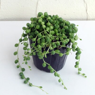 グリーンネックレスの育て方ガイド 植え付けから気になる増やし方までご紹介 暮らし の グリーンネックレスの育て方ガイド 植え付けから気になる増やし方までご紹介 暮らし の