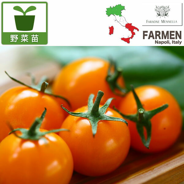 野菜の苗/（わけあり特価）生食用イタリアントマト（無農薬）：イタリアンゴールド3.5号ポット