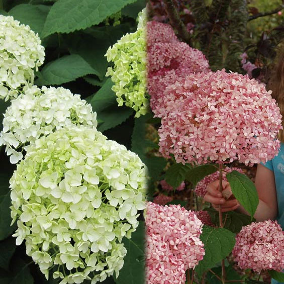 花木 庭木の苗/アジサイ：アナベル2種セット（白花・ピンク花）