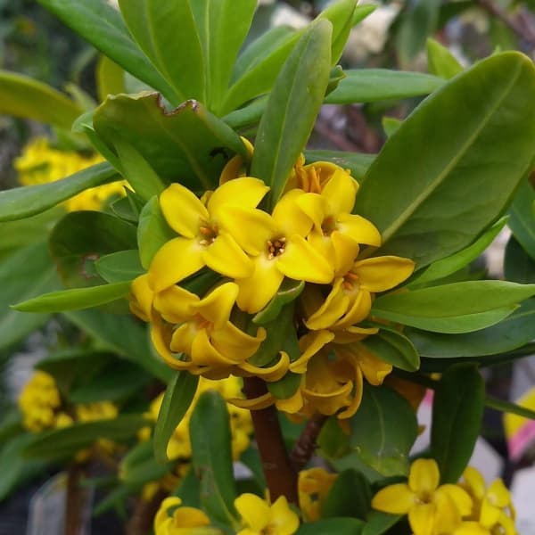 花木 庭木の苗/ナツボウズ（オニシバリ）3.5-4号ポット